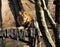 Lion resting on a wooded platform whilst looking into the distance