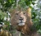 A lion rests during the day, sleeping in a tree in Uganda