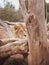 A lion rests on a tree bark with content expression