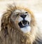 Lion roaring, the king of the savannah and the African jungle of South Africa, is one of the big five of Africa