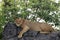 Lion on rock at Simba kopjes