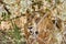 Lion in Ruaha National Park, Tanzania