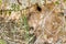 Lion in Ruaha National Park, Tanzania