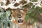 Lion in Ruaha National Park, Tanzania