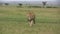 A lion running towards the camera