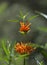 The Lion`s Ear Flowers: Strange Fuzzy Orange Fingers