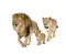 Lion\'s family