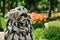 Lion`s head sculpture and various tulips in park.