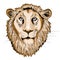 Lion`s head. Vector illustration on white background