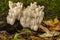 Lion`s mane  Hericium erinaceus