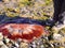 Lion\'s Mane Jellyfish on beach