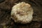 Lion`s Mane Mushroom hericium erinaceus