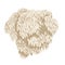 Lion's mane mushroom or Hericium erinaceus