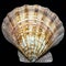 Lion\'s Paw Scallop seashell