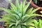 lion\\\'s tail (Agave attenuata) plant in a pot : (pix Sanjiv Shukla)