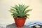 lion\\\'s tail (Agave attenuata) plant in a pot : (pix Sanjiv Shukla)