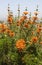 Lion`s Tail Plant Leonotis Leonurus