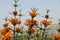 Lion`s Tail Plant Leonotis Leonurus