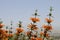 Lion`s Tail Plant Leonotis Leonurus