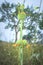 A lion`s tail or  wild dagga Leonotis leonurus flower on the plant, Uganda, Africa