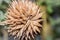 A lion`s tail or  wild dagga Leonotis leonurus flower on the plant, Uganda, Africa