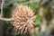 A lion`s tail or  wild dagga Leonotis leonurus flower on the plant, Uganda, Africa