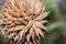 A lion`s tail or  wild dagga Leonotis leonurus flower on the plant, Uganda, Africa