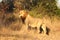 Lion in Sabi Sands