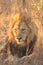 Lion in Sabi Sands