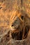 Lion in Sabi Sands