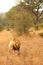 Lion in Sabi Sands