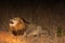 Lion in Sabi Sands