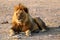 Lion of Safari - Namibia Africa