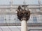 Lion of Saint Mark column in Verona