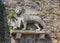 Lion of Saint Mark on the wall of historic Castle in Gorizia, Italy