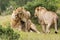 Lion savanna africa