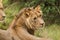 Lion savanna africa