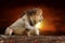 Lion on savanna landscape background and Mount Kilimanjaro at sunset