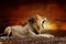 Lion on savanna landscape background and Mount Kilimanjaro at sunset