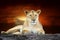 Lion on savanna landscape background and Mount Kilimanjaro at sunset