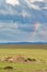 Lion on the savannah with thunder clouds