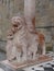 Lion sculpture at the entrance of Cappella Colleoni, Bergamo, Italy.