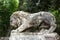 Lion sculpture in Garden of Villa Borghese. Rome