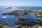 Lion sea on rock, monterey