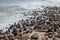 Lion seals colony on coast on Atlantic ocean