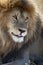 Lion in Serengeti National Park, Tanzania, Africa