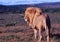 A lion in Shamwari Game Reserve near Port Elisabeth in the Western Cape