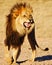 Lion showing Flehmen response