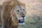 Lion shows his scars in this portrait from the Serengeti.