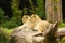 Lion siblings at the Cincinnati zoo